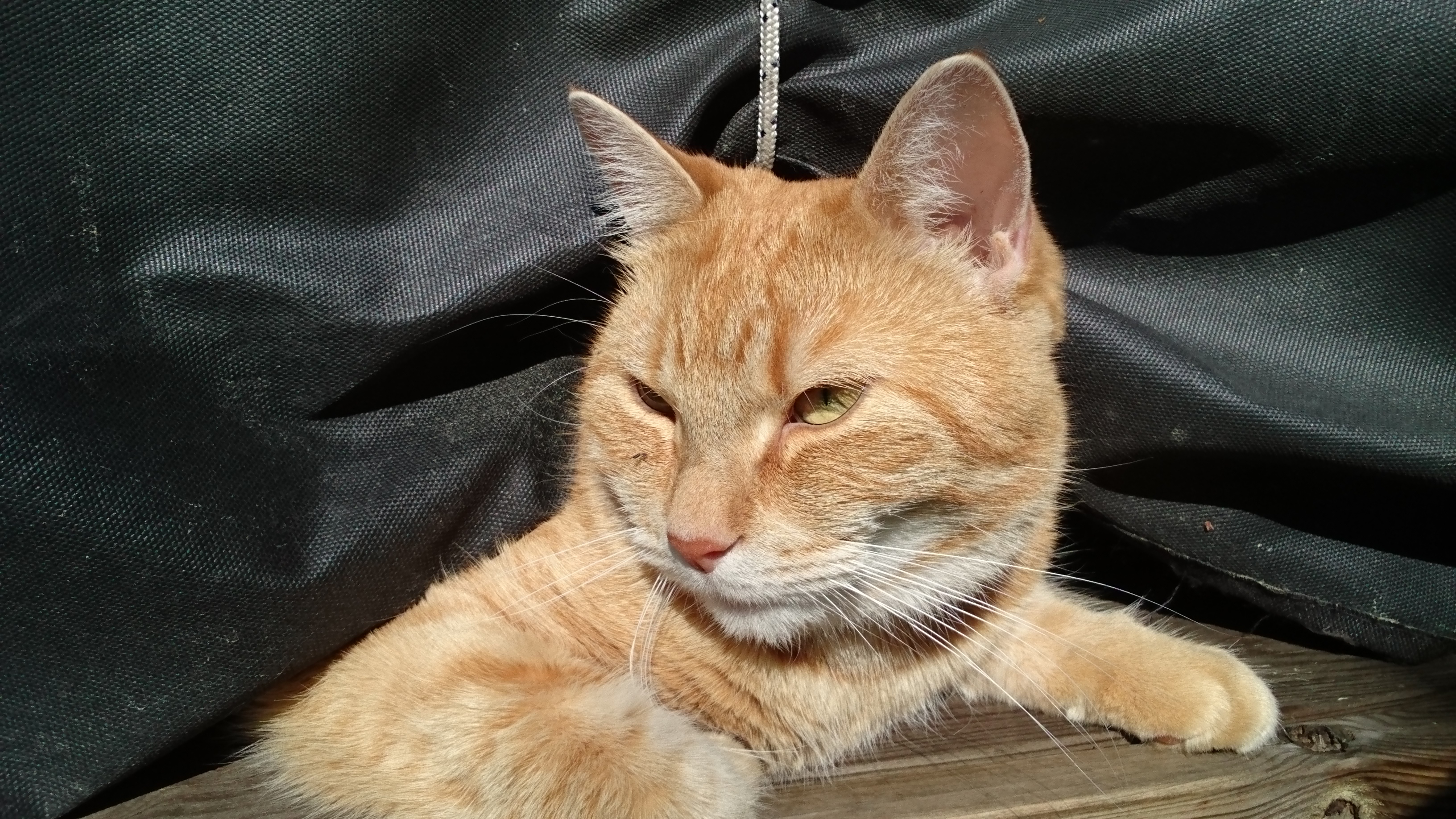 Profilbild
